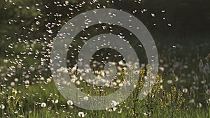 Common Dandelion, taraxacum officinale, seeds being blown and dispersed by wind,