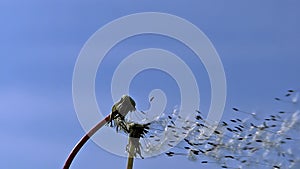 Common Dandelion, taraxacum officinale, seeds from `clocks` being blown and dispersed by wind against blue Sky
