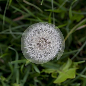 The common dandelion Taraxacum officinale white  flower head seeds. Blowball or clock. Top view.