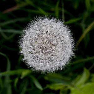 The common dandelion Taraxacum officinale white  flower head seeds. Blowball or clock. Top view.