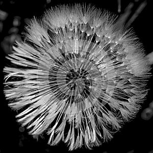 The common dandelion Taraxacum officinale white flower head seeds. Blowball or clock. Top view. Close up.