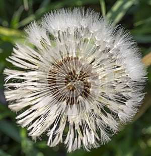 The common dandelion Taraxacum officinale white flower head seeds. Blowball or clock. Top view.