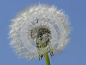 Common Dandelion (Taraxum officinale)