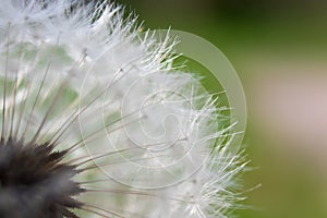 Common dandelion in the wind