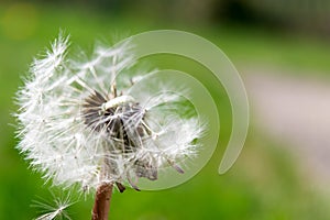 Common dandelion in the wind