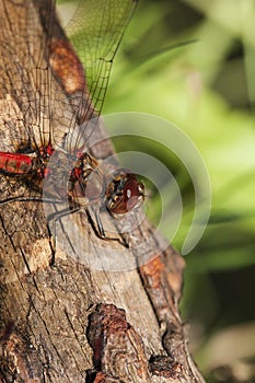 Common Darter