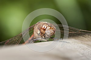 Common Darter