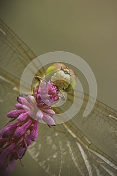 Common Darter Dragonfly