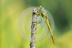 Dragonfly without movement, early summer morning