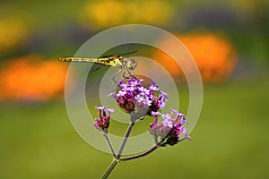 The common darter dragonfly on flower