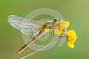 Common Darter Dragonfly. photo