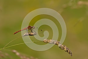 Common darter dragonfly sitting on a flowering grass halm - Sympetrum striolatum