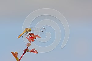 Common darter dragonfly on blue sky background - Sympetrum striolatum photo