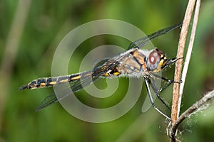 Common Darter Dragonfly standing on a Branch