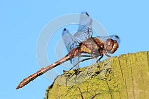 Common Darter Dragonfly (Sympetrum striolatum)