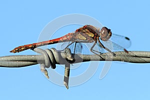 Common Darter Dragonfly (Sympetrum striolatum)
