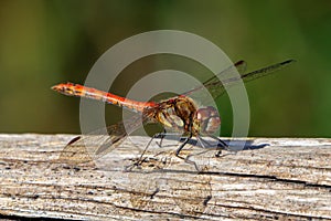Common Darter Dragonfly - Sympetrum striolatum at rest.