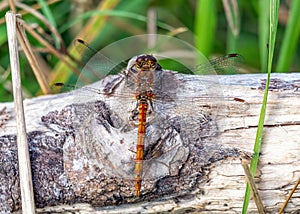 Common Darter Dragonfly - Sympetrum striolatum at rest.