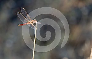 A common darter dragonfly Sympetrum striolatum resting in the sun, sunny day
