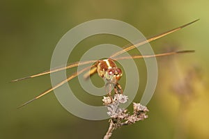 Common Darter female dragonfly is a species of dragonfly in the family Libellulidae. Common in Europe and Asia photo