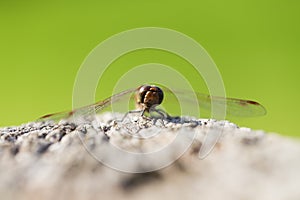 Common Darter - front view