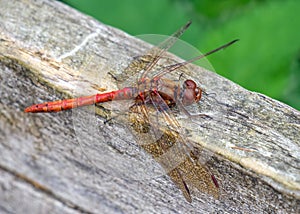 Common Darter male Dragonfly - Sympetrum striolatum at rest.