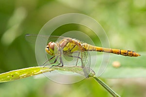 Common darter on plant leaf.