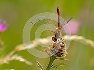 Common darter sitting on a overblown flower