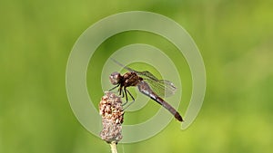 Common darter swaying in the wind, Netherlands