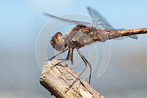 Common darter Sympetrum striolatum on a branch