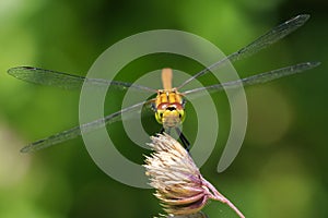 Common Darter Sympetrum striolatum front view