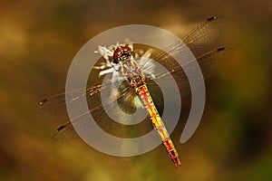 Common Darter, Sympetrum striolatum. Macro picture of dragonfly on the leave. Dragonfly in the nature. Dragonfly in the nature