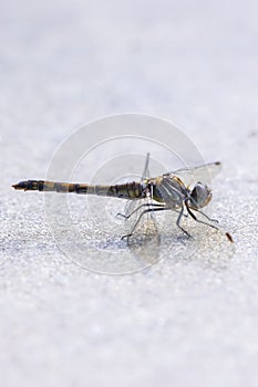 Common Darter Sympetrum striolatum male resting photo