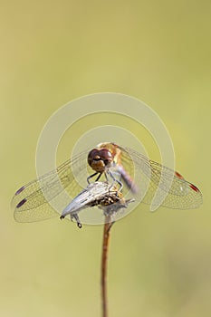 Common Darter, Sympetrum striolatum, male resting photo