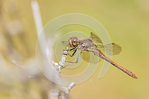 Common Darter, Sympetrum striolatum, male resting photo