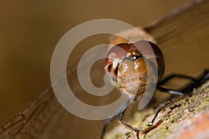 Common darter (Sympetrum striolatum) male compound eyes and frons photo