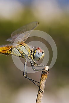 Common darter yellow dragonfly