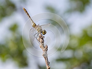Common darter, young males