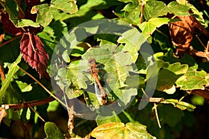 Common darters during reproduction