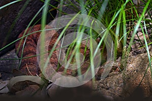 Common death adder, Acanthophis antarcticus, death snake native to Australia. Brown grey viper in the nature habitat, hidden in