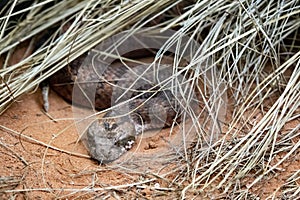 common death adder, Acanthophis antarcticus, is a quiet venomous snake common in Australia
