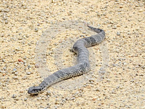 Common Death Adder (Acanthophis antarcticus) in Australia