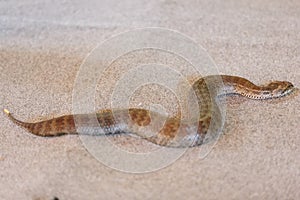 Common death adder at snake show