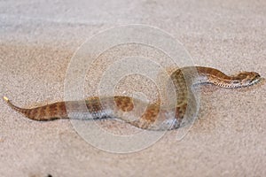 Common death adder at snake show photo
