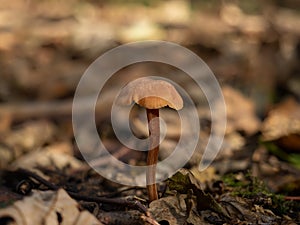 Common Deceiver Fungus in English Woodland photo