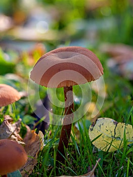 Common Deceiver Mushroom photo