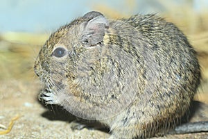 Common degu