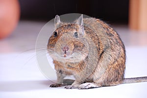 Common Degu