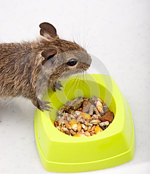 Common Degu, Brush-Tailed Rat, Octodon degus