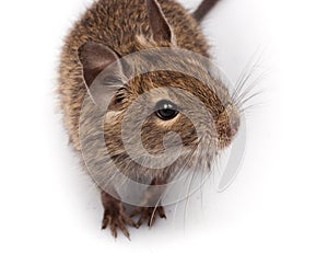 Common Degu, Brush-Tailed Rat, Octodon degus